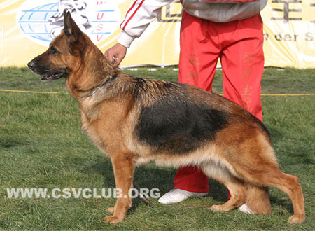 V4 2059 莉亚，Lea vom Starkenburg-Blick，CSZ8000280，犬主：牛福林