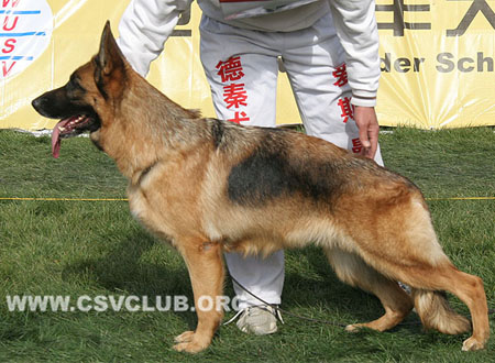 V5 2075 梅露，Malu von XuYang，CSZ107133，犬主：毋军