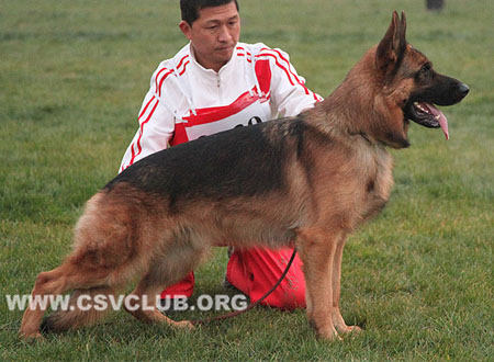 SG1 3039 爱斯曼，Iceman von Santamar，CSZ8002195，犬主：苏志镒