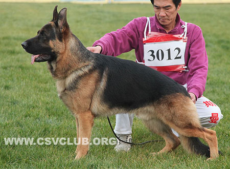 SG2 3012 哈度，Hado von SenBei，CSZ105212，犬主：郭彩虹