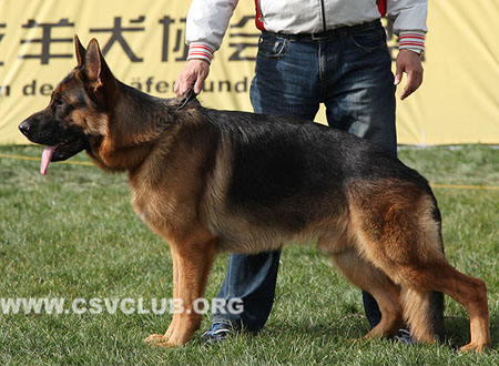 SG3 3006 索尼，Sony vom Streek，CSZ8002360，犬主：禇孝立