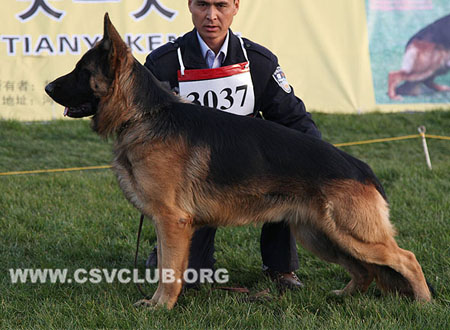 SG4 3037 查力斯，Charles von XiBuJiaLiang，CSZ101289，犬主：庞小朋