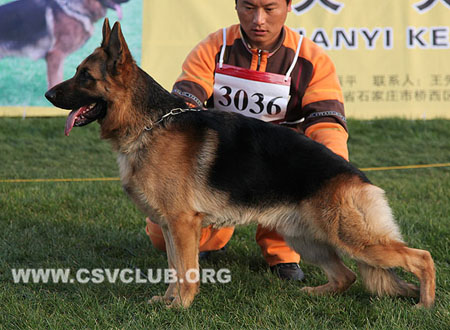 SG5 3036 迪迪，Diddy von JinHua，CSZ91982，犬主：欧阳力
