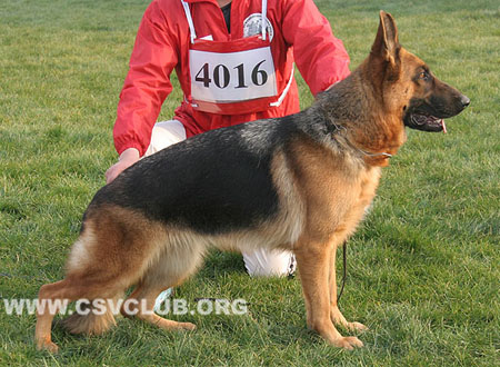 SG1 4016 克娄穆白，Colombia von KaiDi，CSZ92931，犬主：高飞