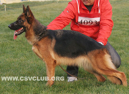 SG2 4093 拉娜，Lambada von WeiYuan，CSZ95950，犬主：鲜蔚宽