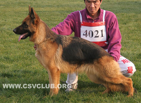 SG3 4021 波衣扣，Beyko von Enpa Wit，CSZ95846，犬主：何府成