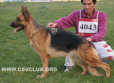 SG4 4043 乐妮格妮，Lenigne von JinRuiCheng，CSZ93706，犬主：李金明