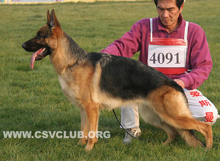 SG5 4091 艾丝皮，Espe von AoDeSai，CSZ106879，犬主：毋军