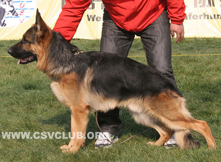 SG1 5031 Abu vom Holtk?mper See，CSZ8002356，犬主：万伟