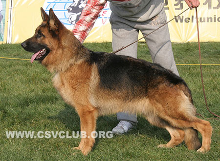 SG2 5020 胡兰，Horan von WangZheMuYuan，CSZ110135，犬主：李彦超