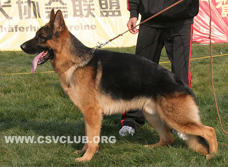 SG3 5034 赛鲁斯，Cyrus von YiDe，CSZ107332，犬主：王伟（昊晨）