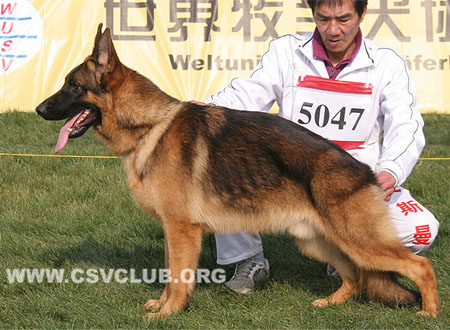 SG4 5047 银纳，Inaq von HuangJinJia，CSZ111415，犬主：赵健