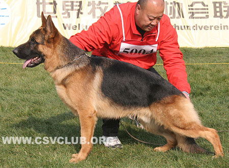 SG5 5004 鲍克斯，Box von WeiYuan，CSZ117386，犬主：陈振元