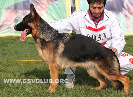 SG1 6033 艾克斯，Ilona von AoDeSai，CSZ125381，犬主：李金明