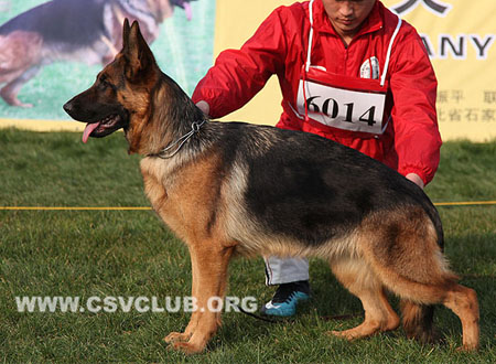 SG2 6014 Shernaa Duxi，CSZ8002357，犬主：高飞