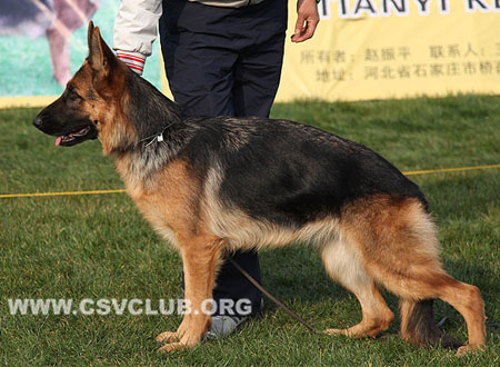 SG3 6054 伊卡娜，Elkena von ChengFu，CSZ101760，犬主：潘永忠