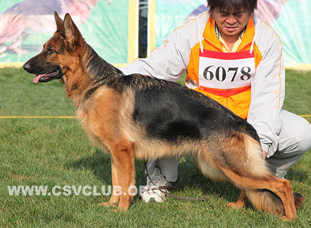 SG4 6078 恩珂，Enke von ShiJue，CSZ114156，犬主：许亚伟