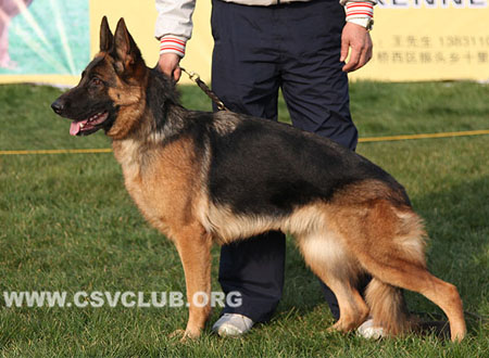 SG5 6030 克丽莫若，Climora von DeYu，CSZ112111，犬主：劳震宇