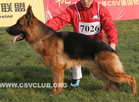VV1 7026 德菲杜，Defeidu von TaiMei，CSZ119133，犬主：张健（盛鑫）