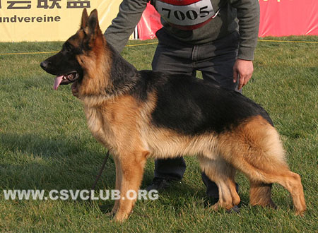 VV2 7005 南图，Nanto von YuXin，CSZ120211，犬主：陈玉新(玉新)