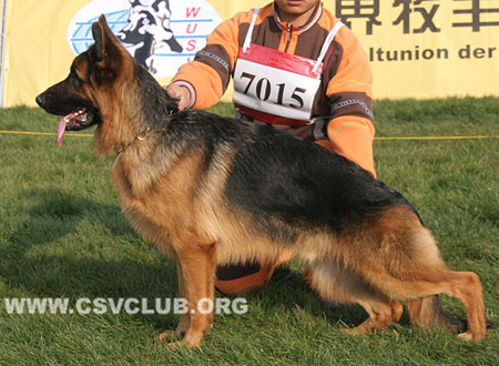 VV3 7015 本，Ben von DMWZ，CSZ118161，犬主：罗克宇
