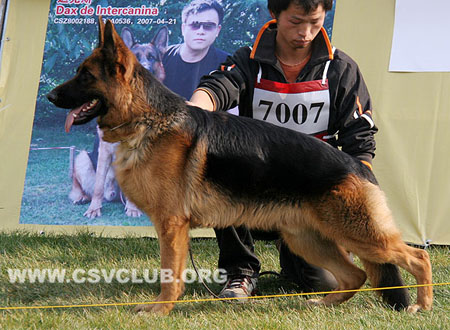 VV4 7007 戴库，Derko von kedeliquanchang，CSZ123829，犬主：耿超