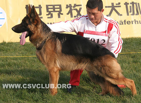 VV5 7012 霍刚，Hogan vom Haus Dexel，CSZ8002387，犬主：李深义