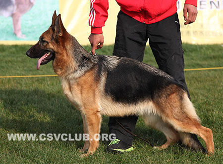 VV1 8030 凯瑞，Cheri von OuLi，CSZ117473，犬主：徐裕书