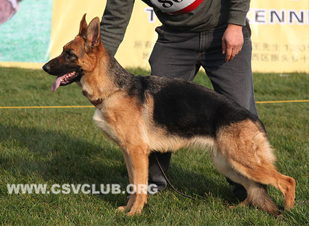 VV2 8014 伊苟拉，Egola von YiDa，CSZ121321，犬主：蒋正波