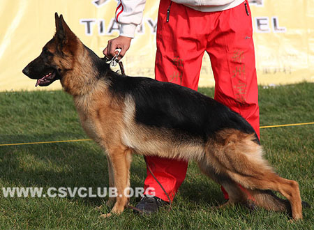 VV3 8036 芬嘉，Finja von XinTan，CSZ115224，犬主：郧兰亭