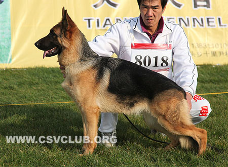 VV4 8018 法罗，Faro von GuangYou，CSZ118603，犬主：李金明