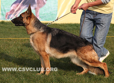 VV5 8041 艾丝特，Elster von ZhongDeKaiJie，CSZ121442，犬主：朱道虎