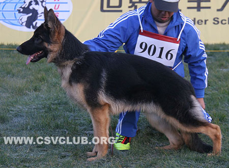 VV1 9016 吉克波，Gicho von JinLiang，CSZ124468，犬主：杨素辰