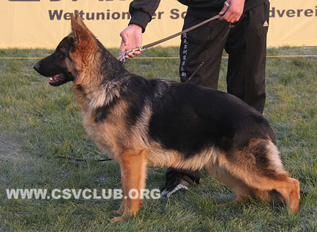 VV2 9003 胡兰，Huran von BeiKeEr，CSZ131861，犬主：李昌利(贝克尔)