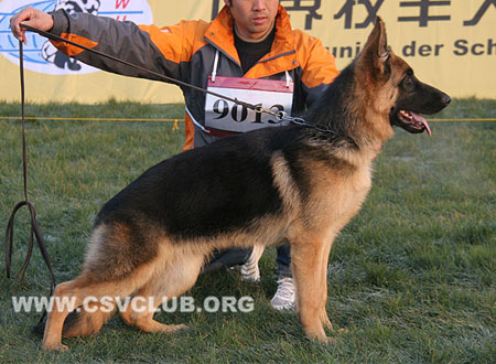 VV3 9013 波亚汉，Bojahn von LiuDong，CSZ124956，犬主：王桂梅