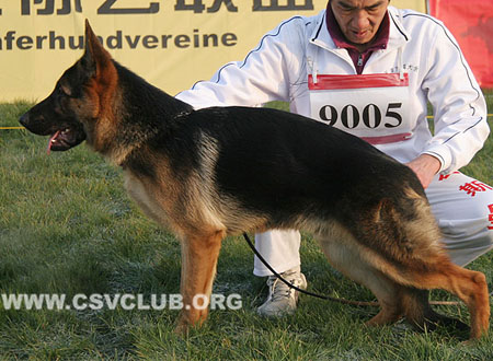 VV4 9005 考尼特，Kornett von FuLongXin，CSZ127284，犬主：李金明