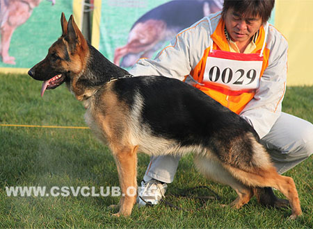 VV1 0029 艾力古，Irsi von YulLei，CSZ122147，犬主：翟学喜（育镭）