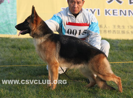 VV2 0015 奥路福，Oron von TongDe，CSZ127206，犬主：师同德