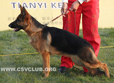 VV3 0016 仪思塔，Esta von Barco，CSZ132036，犬主：苏志镒
