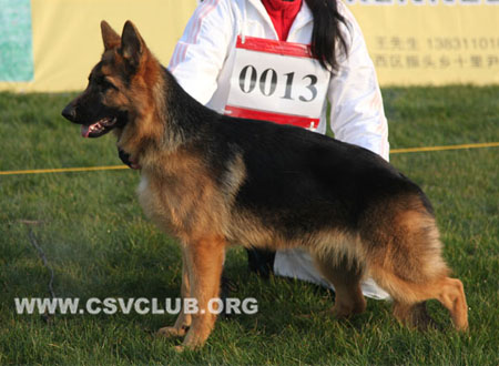 VV4 0013 宾卡，Binka von Yi  De，CSZ131447，犬主：李毅（毅德）