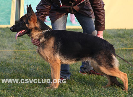 VV5 0030 玛利艾娜，Malicka von ChangXing，CSZ131843，犬主：张波昌