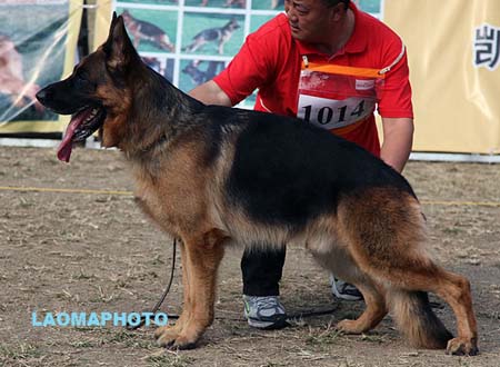 V1 1014 杰瑞 Gerry v. Grafenbrunn，CSZ8002320，犬主：纪增武