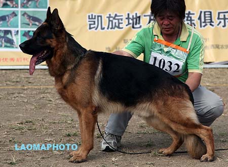 V2 1032 佐尔坦 Zoltan vom Panonian Haus，CSZ8001970，犬主：翟学喜