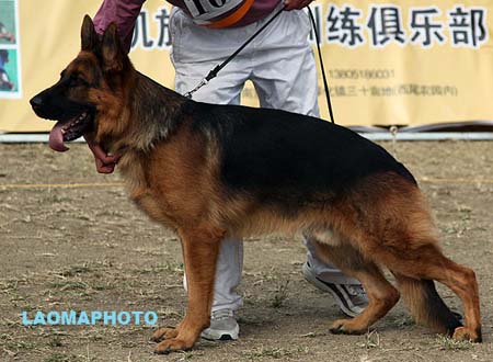 V3 1012 萨诺 Xano von der Freiheit Westerholt，CSZ8002255，犬主：韩林
