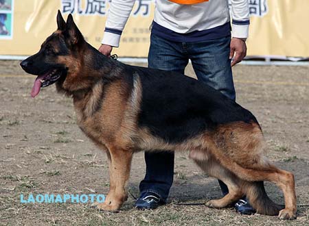 V4 1029 威尔泊 Vurpo vom Hühnergrab，CSZ8002193，犬主：杨超