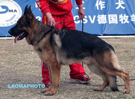 V5 1011 菲利普 Phillip von Dossel，CSZ88635，犬主：韩彬