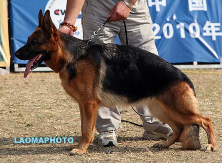 V1 2038 伊拉 Ira vom Grafenbrunn，CSZ8002200，犬主：翟学喜