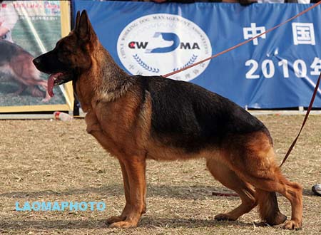 V3 2033 爱可佳 Ackja von LongYanWangZhuang，CSZ62819，犬主：杨超