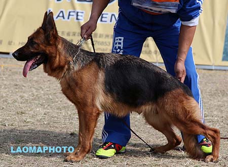 V4 2043 艾拉 Aila von German，CSZ66632，犬主：赵丹