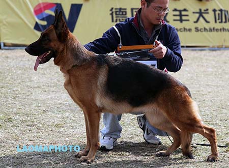 V5 2015 谢卡 Xeca von FangDe，CSZ48872，犬主：林国源